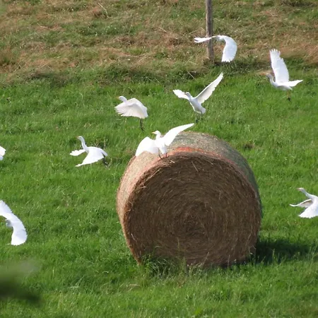 Ecoconcu Proche Zoo De La Fleche Clermont-Creans