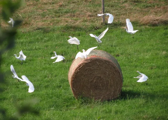 Ecoconcu Proche Zoo De La Fleche Clermont-Creans